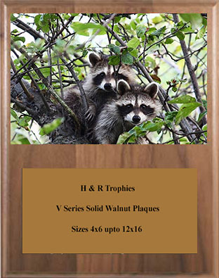 Solid Walnut Coon Plaque V Series