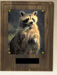 Coon Hunt Plaques N Series