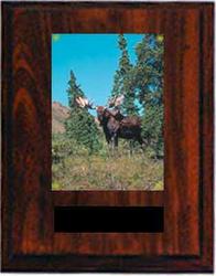 Wildlife Image Archery Plaque N Series