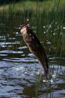 AA044525V-small1.jpg
