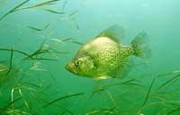crappie2FSMALL1.jpg