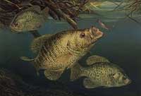 crappie3fSMALL1.jpg