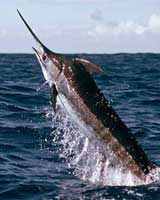 marlin2usmall1.jpg