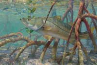 snook-mean-streaksmall1.jpg