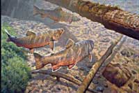 speckletroutFsmall1.jpg