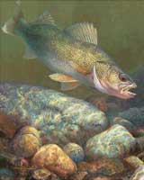 walleye7usmall1.jpg