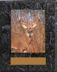 Wildlife Image Archery Plaque N Series