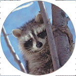 COON-120-web.jpg