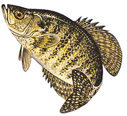 Crappie-104-WPclip.jpg