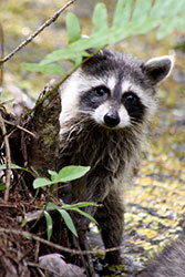 U-coon-104.jpg