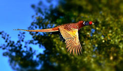 pheasant-102.jpg